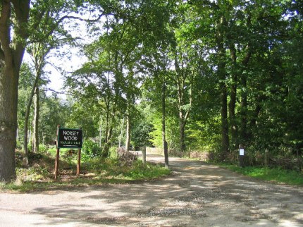 Norsey Wood, Billericay, where the remaining retreating peasants from London were slaughtered. From 'geograph.org.uk'